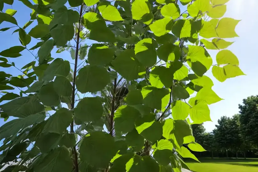 American basswood (tilia americana) — photo 3