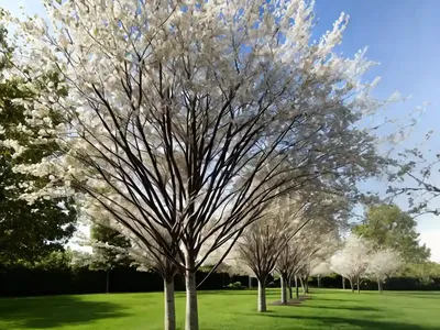 American Basswood (Tilia Americana)