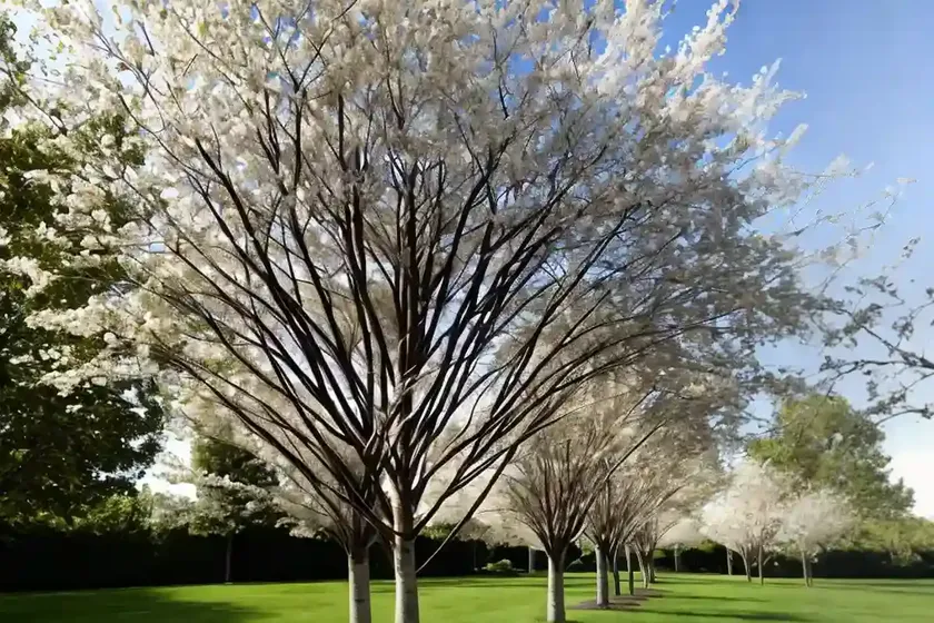 American basswood (tilia americana)