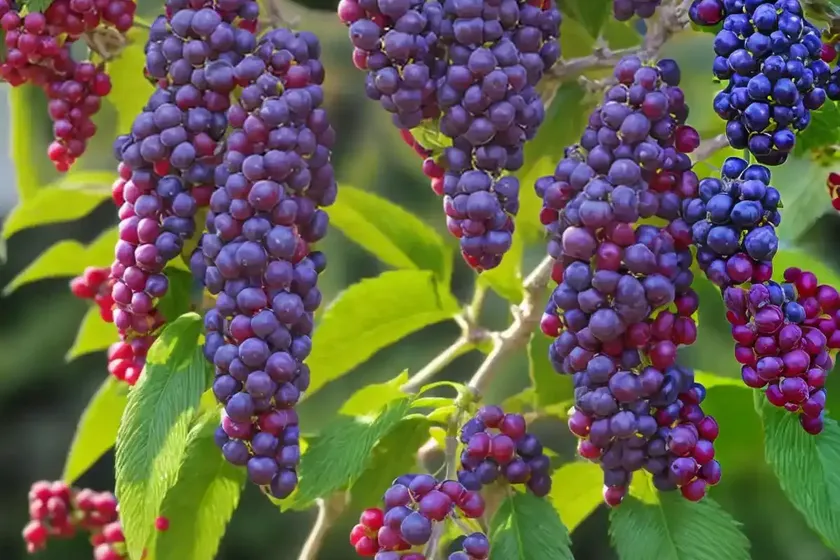 American beauty-berry (callicarpa americana) — photo 3