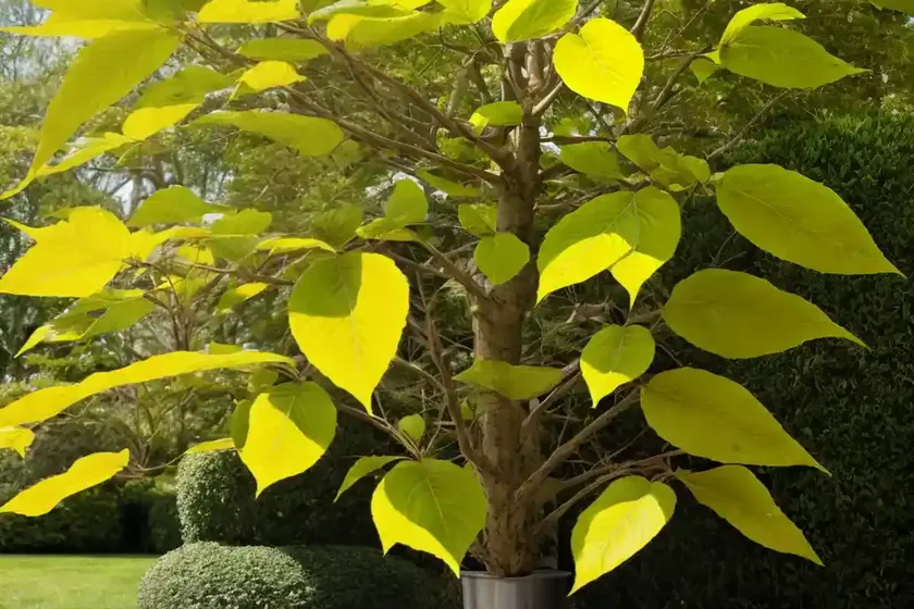 American beech (fagus grandifolia) — photo 2