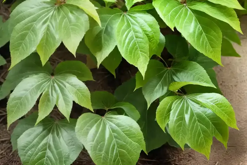 American beech (fagus grandifolia) — photo 3