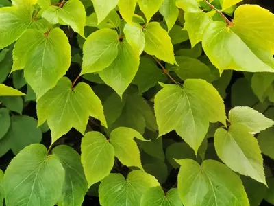 American Beech (Fagus Grandifolia)
