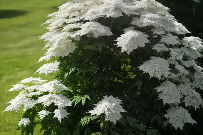 American black elderberry (sambucus canadensis) — photo 2