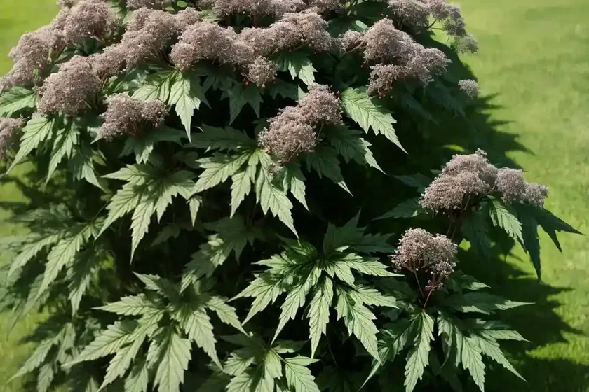 American black elderberry (sambucus canadensis) — photo 3