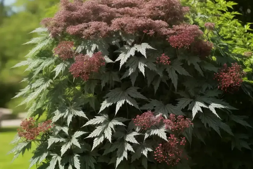 American black elderberry (sambucus canadensis) — photo 2