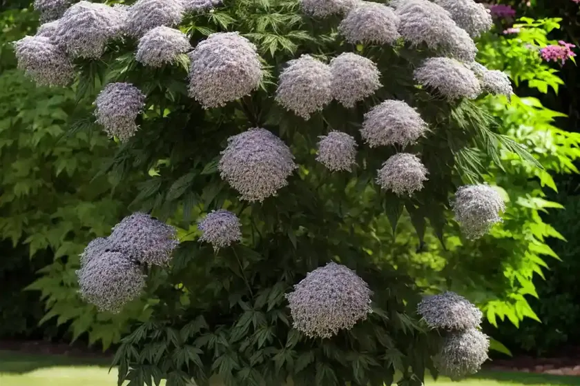 American black elderberry (sambucus canadensis)