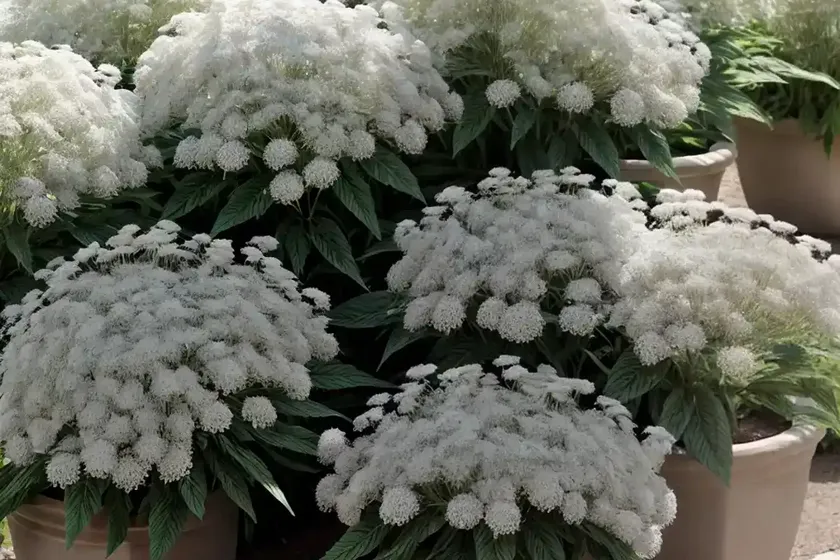 American boneset (eupatorium perfoliatum) — photo 2
