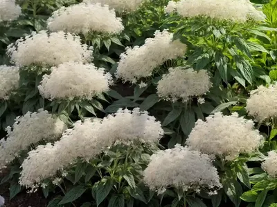 American Boneset (Eupatorium Perfoliatum)