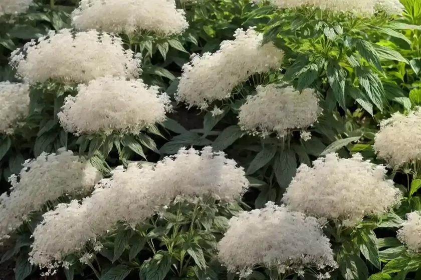 American boneset (eupatorium perfoliatum)