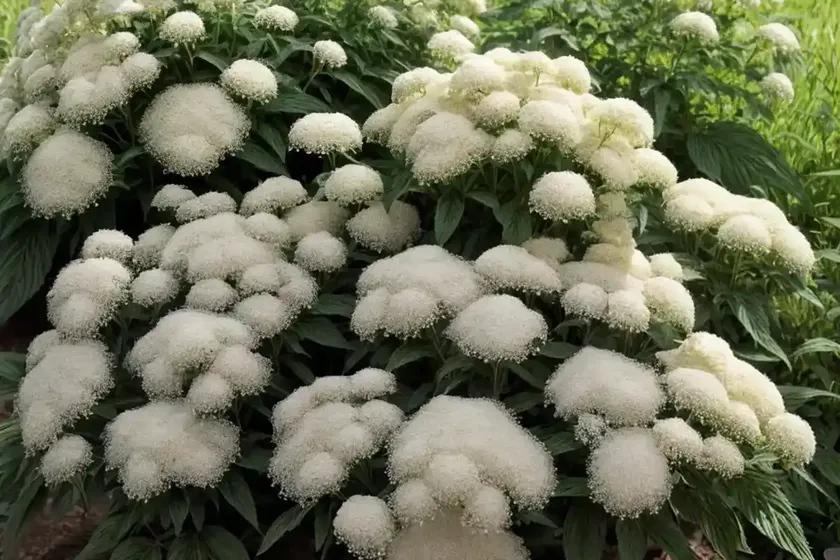 American boneset (eupatorium perfoliatum ‘milk and cookies’) — photo 2