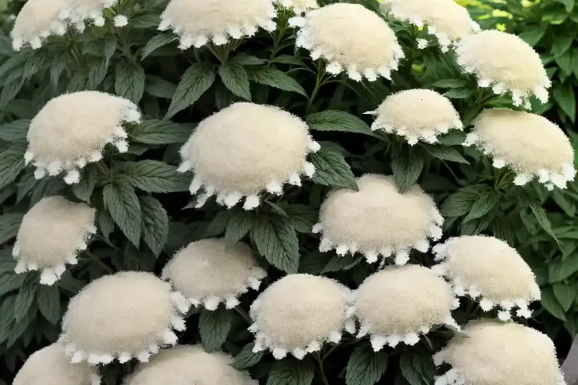 American boneset (eupatorium perfoliatum ‘milk and cookies’) — photo 3
