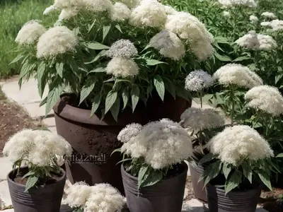 American Boneset (Eupatorium Perfoliatum ‘Milk And Cookies’)
