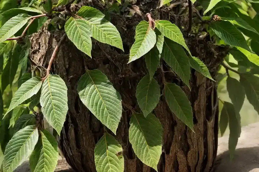American chestnut (castanea dentata) — photo 3