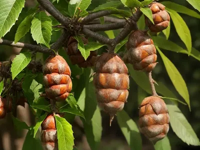 American Chestnut (Castanea Dentata)