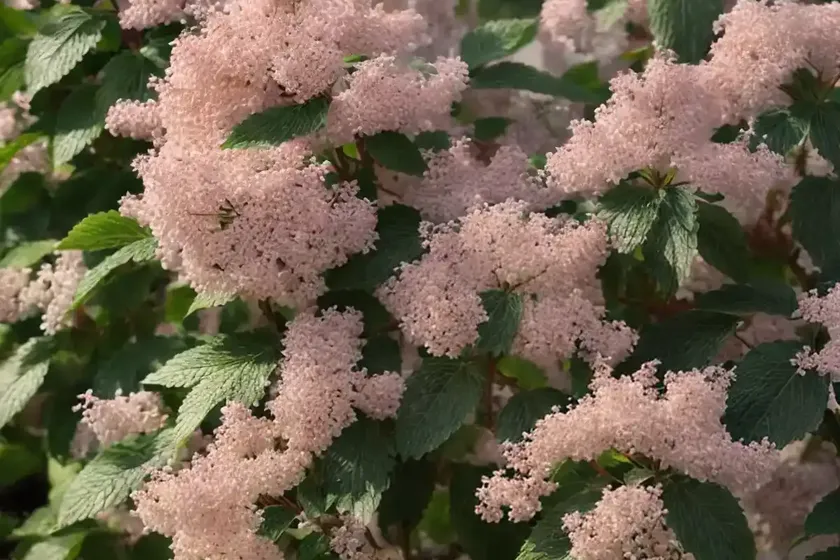 American cranberrybush viburnum (viburnum trilobum) — photo 3
