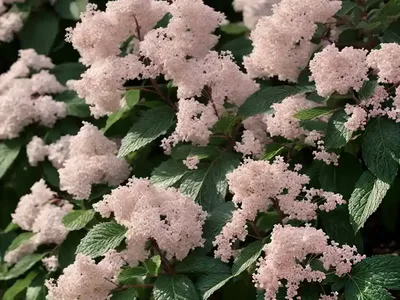 American Cranberrybush Viburnum (Viburnum Trilobum)