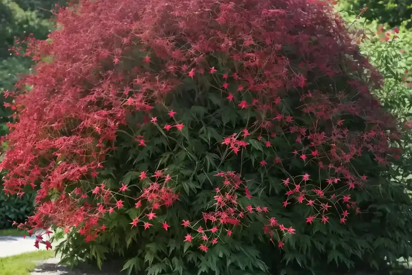 American elderberry (sambucus canadensis ‘laciniata’) — photo 2