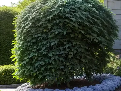 American Elderberry (Sambucus Canadensis ‘Laciniata’)