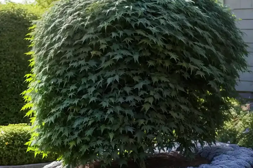 American elderberry (sambucus canadensis ‘laciniata’)