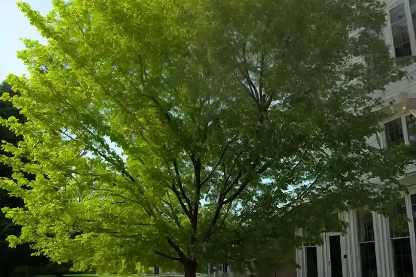American elm (ulmus americana) — photo 2
