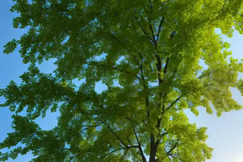 American elm (ulmus americana) — photo 3