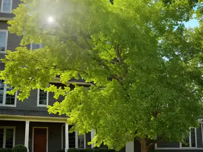 American Elm (Ulmus Americana)