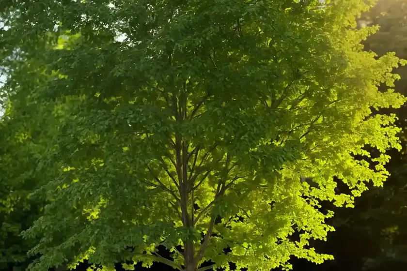 American elm (ulmus americana ‘jefferson’) — photo 2