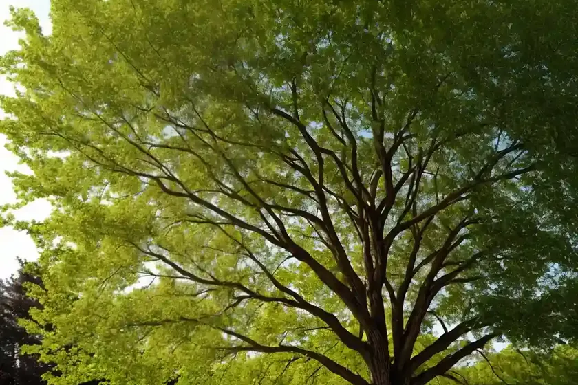 American elm (ulmus americana ‘jefferson’) — photo 3
