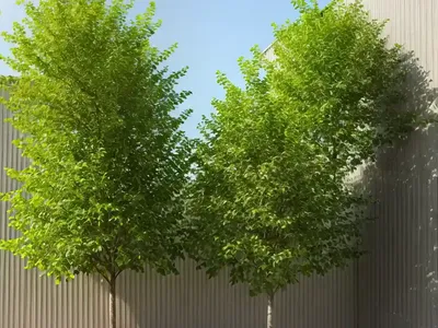 American Elm (Ulmus Americana ‘Jefferson’)