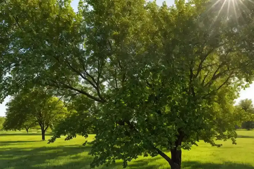 American elm (ulmus americana ‘lewis & clark’ prairie expedition) — photo 2