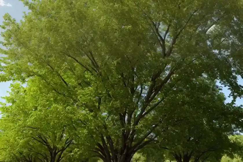 American elm (ulmus americana ‘lewis & clark’ prairie expedition)