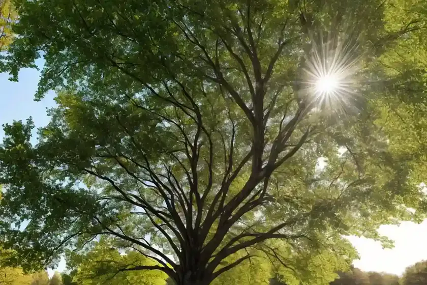 American elm (ulmus americana ‘princeton’) — photo 2