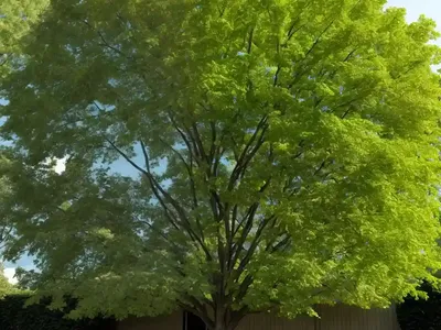 American Elm (Ulmus Americana ‘Princeton’)