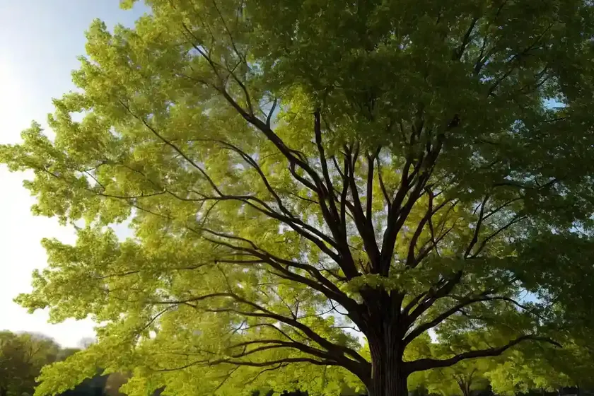 American elm (ulmus americana ‘valley forge’) — photo 2