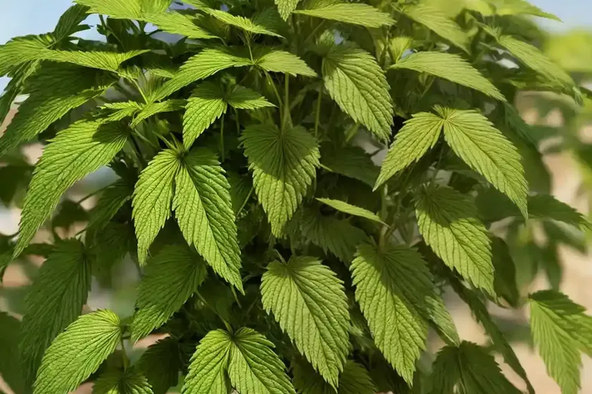 American ginseng (panax quinquefolius) — photo 3