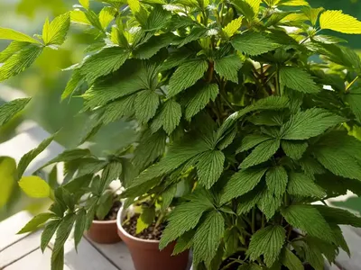 American Ginseng (Panax Quinquefolius)
