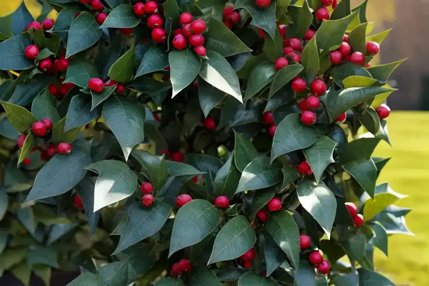 American holly (ilex opaca ‘clarendon’) — photo 3