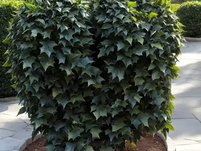 American Holly (Ilex Opaca ‘Greenleaf’)