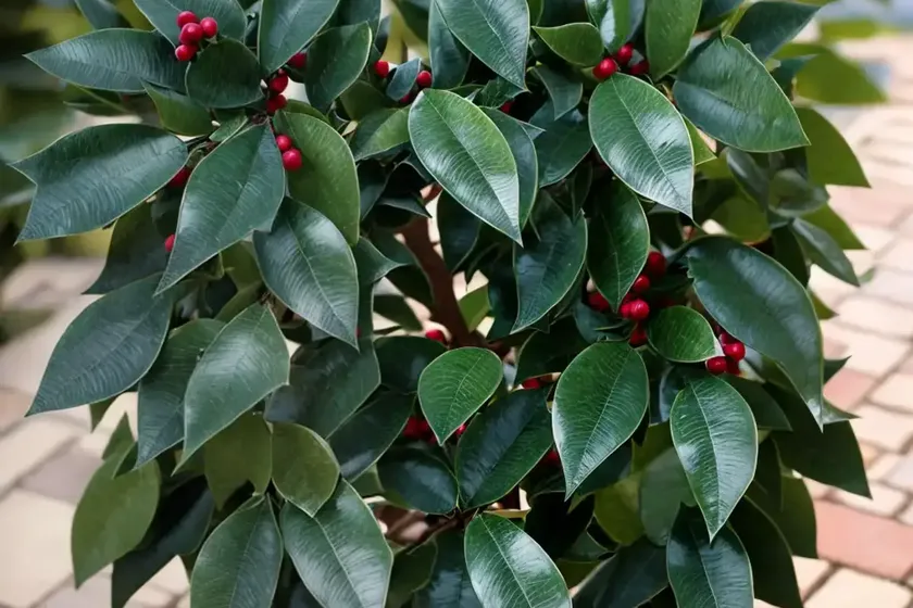 American holly (ilex opaca ‘mae’) — photo 3