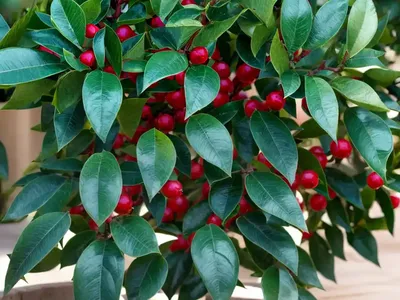 American Holly (Ilex Opaca ‘Mae’)
