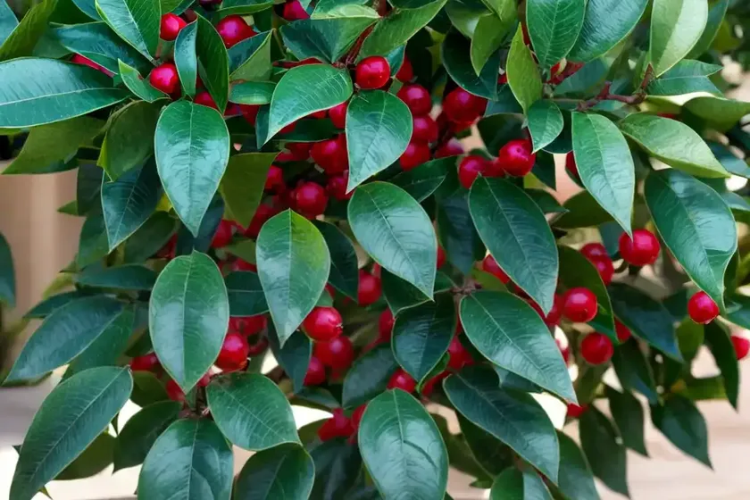 American holly (ilex opaca ‘mae’)