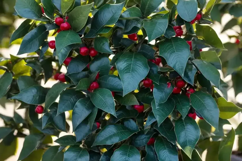 American holly (ilex opaca ‘mamie eisenhower’) — photo 2