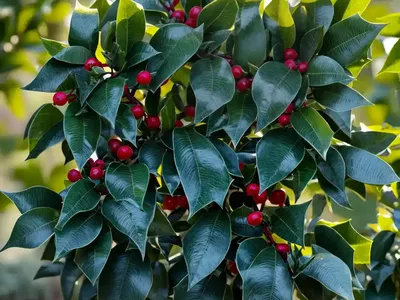 American Holly (Ilex Opaca ‘Mamie Eisenhower’)