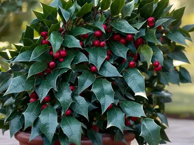 American Holly (Ilex Opaca ‘Miss Helen’)