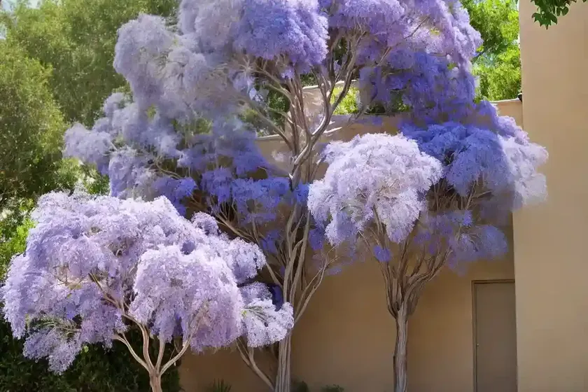 American smoke tree (cotinus obovatus) — photo 2