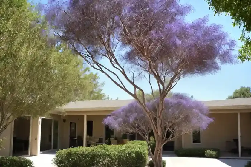 American smoke tree (cotinus obovatus) — photo 3