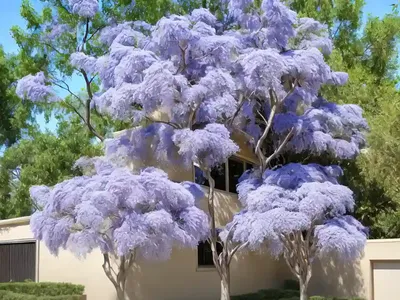 American Smoke Tree (Cotinus Obovatus)