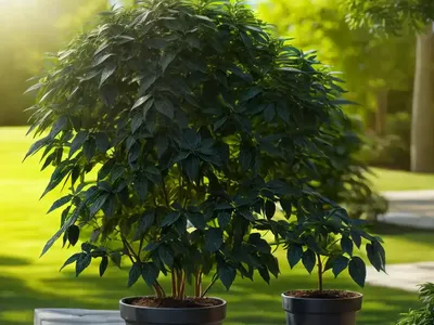 American Spikenard (Aralia Racemosa)