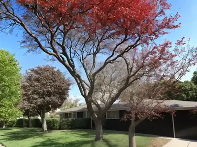 American Sweetgum (Liquidambar Styraciflua)